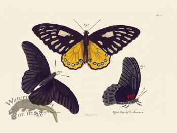 Jablonsky Butterfly 006